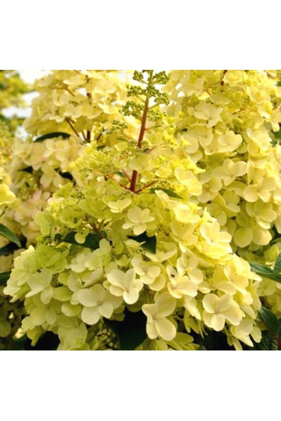 Желто-кремовые метелки гортензии Канделайт